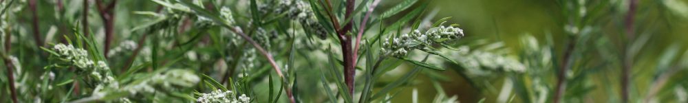 close up of Artemisia vulgaris flower blooming